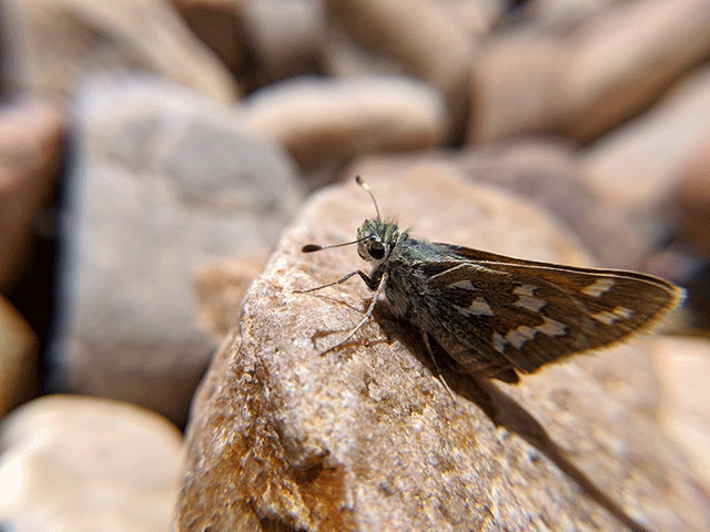 Butterfly on Rocks