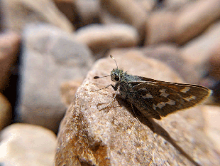 butterfly on rocks