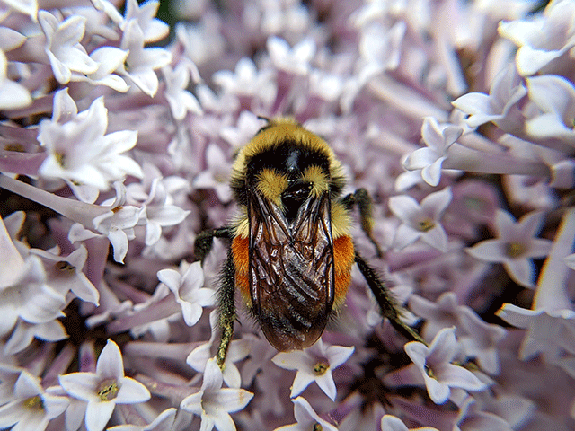 bumblebee on a flower