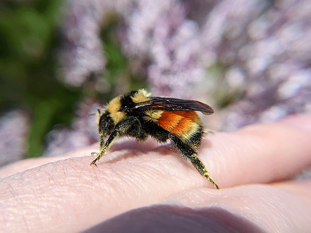 Bumblebee on a hand