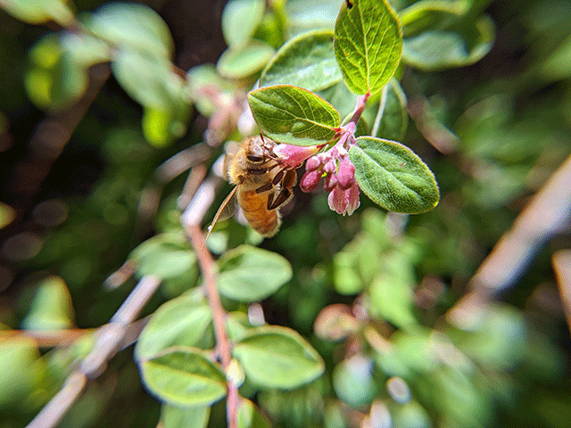 honeybee on a flower in a bush