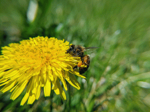 honeybee on a dandelion