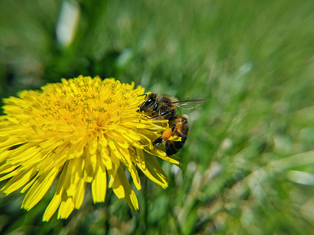 honeybee on a dandelion