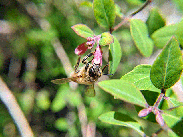 honeybee on a flower in a bush