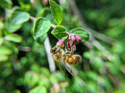 honeybee on a flower
