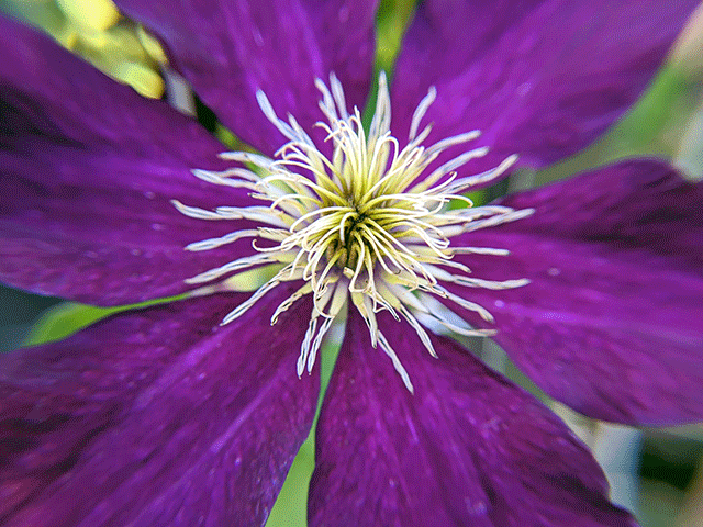 Macro Purple Clematis