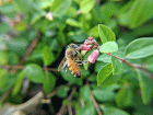 honey bee on a flower in a bush