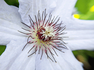 Macro White Clematis