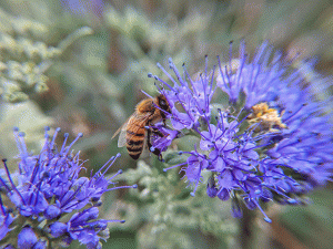Honeybee gathering pollen on wild flowers