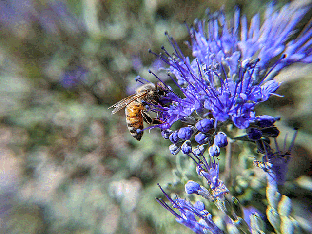 Honeybee gathering pollen on wild flowers