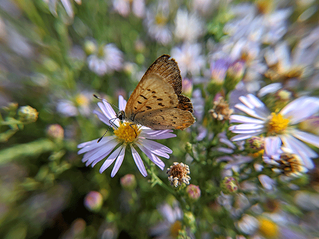 butterfly resting on wild flowers