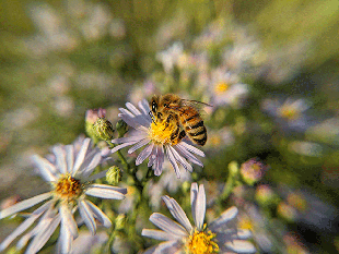 honeybee on wild flowers