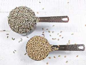 rye and wheat berries in measuring cup