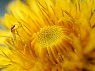 stacked dandelion first attempt