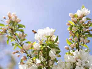 spring flowers jennibeephotography