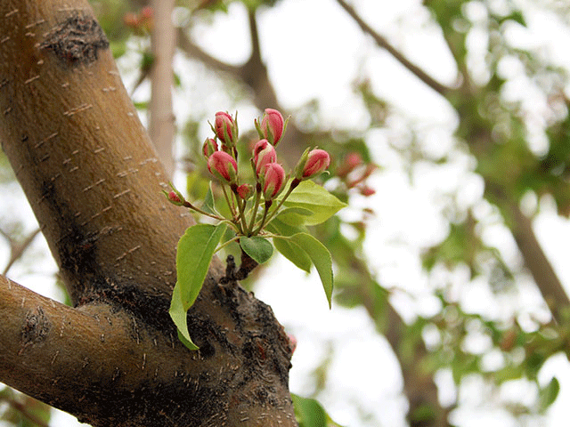 flower buds by jennibee_photography