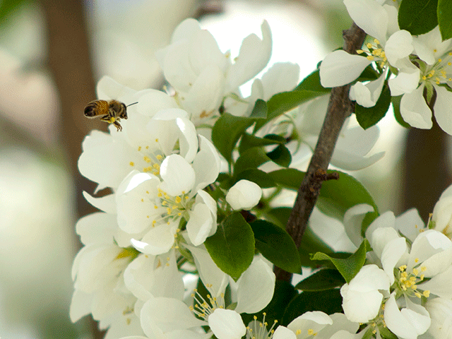honeybee photo by jennibee photography