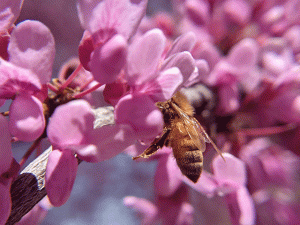 bee butt photo by jennibee photography