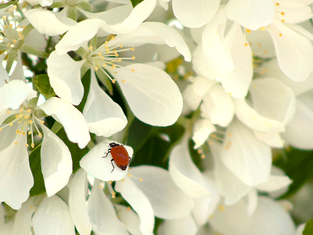 ladybug photo by jennibee photography