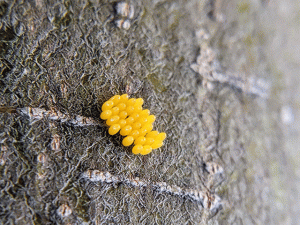 ladybug eggs on tree trunk by jennibee photography