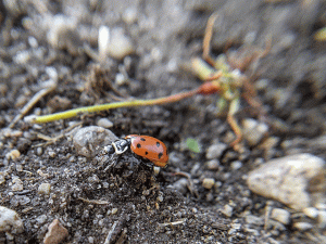 ladybug in dirt photo by jennibee photography