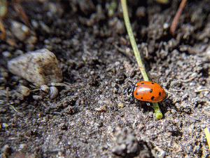 ladybug in dirt photo by jennibee photography