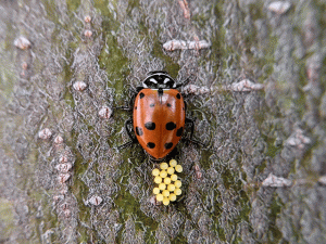 ladybug laying eggs on tree trunk photo by jennibee photography