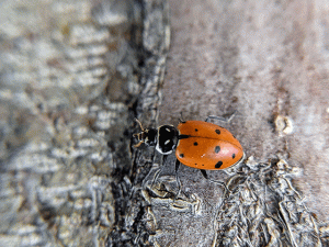 ladybug on tree trunk photo by jennibee photography
