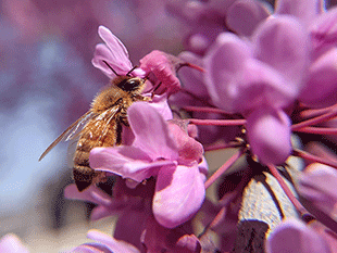 honeybee on pink flower by jennibee photography