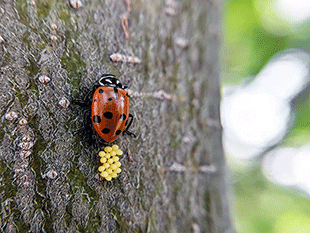 ladybug laying eggs on tree trunk photo by jennibee photography
