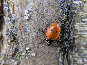 ladybug on tree trunk photo by jennibee photography