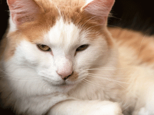 paddy cat photo by jennibee Photography