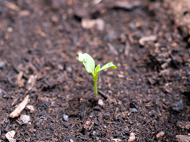 red bell pepper sprout