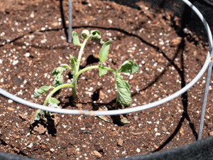 droopy tomato plant