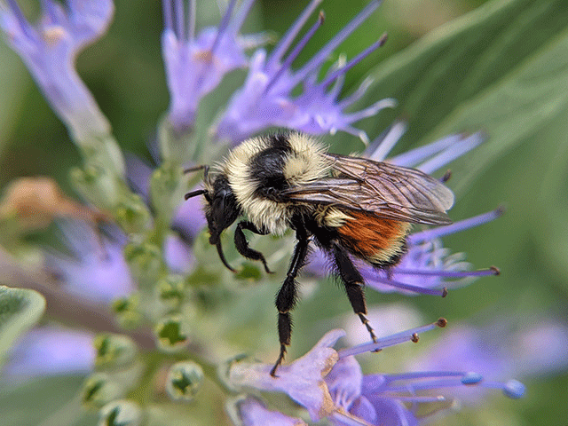 wet bumblebee. Bees on a rainy day.