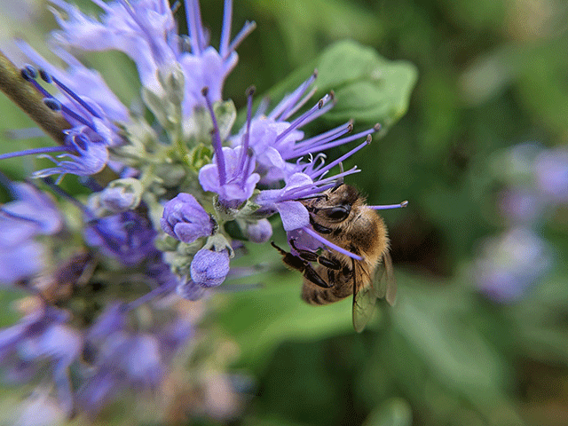 honeybee on purple wild flower. bees on a rainy day by jennibee. 