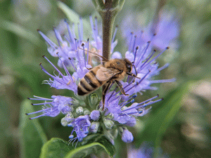honeybee on purple wild flower. bees on a rainy day by jennibee.