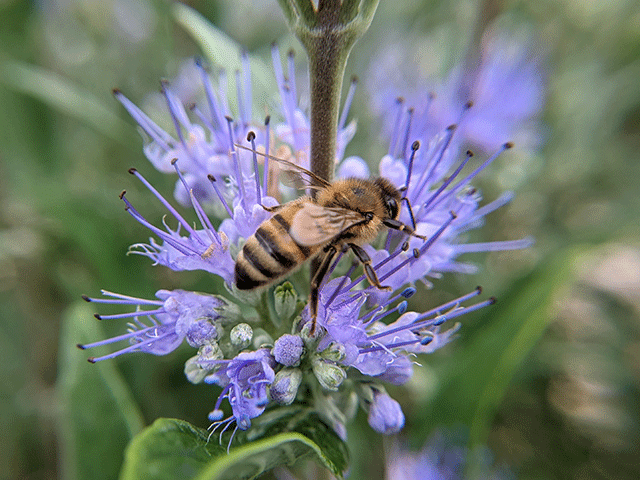 honeybee on purple wild flower. bees on a rainy day by jennibee. 