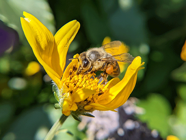 bee on wildflower by jennibee photography