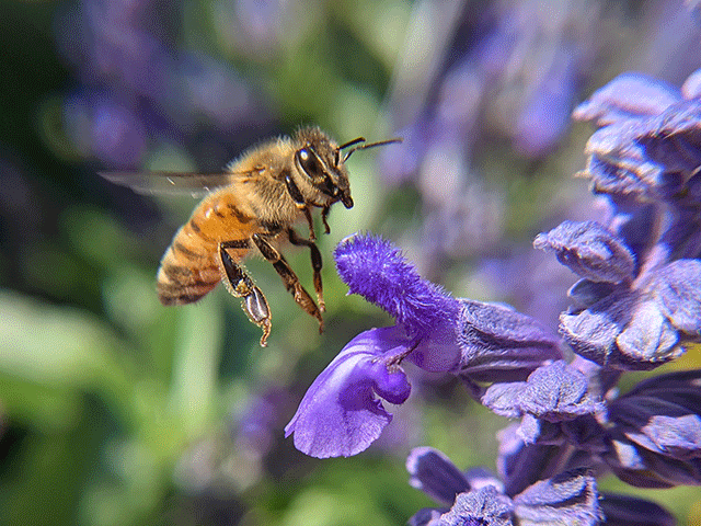 bee on wildflower by jennibee photography. I've been a busy bee. 
