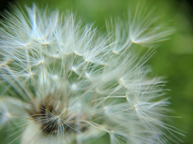 dandelion macro photo by Jennibee