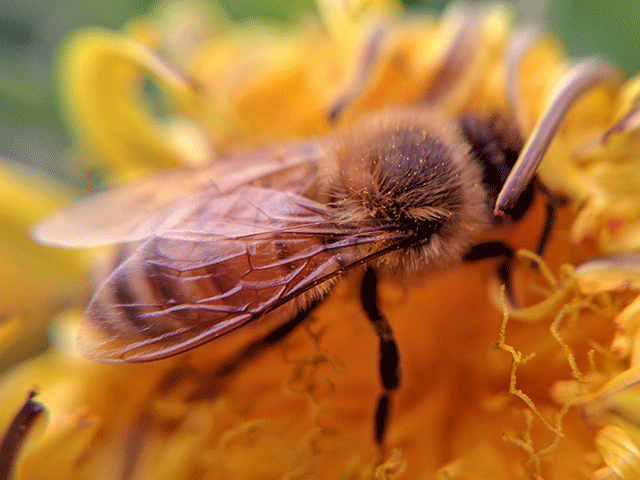macro honey bee on dandelion. See myself in 5 years.
