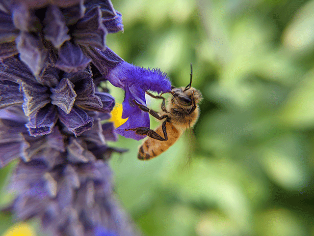 macro honeybee photo by jennibeemine
