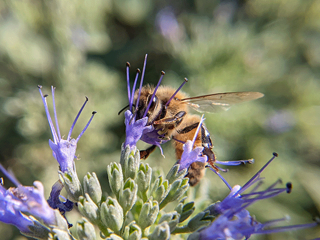 macro honey bee photo by jennibeemine