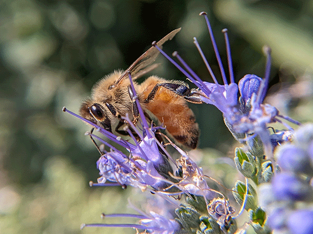 macro honey bee photo by jennibeemine