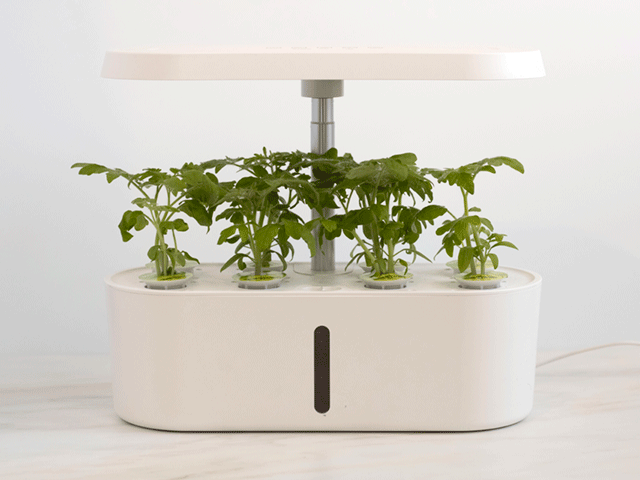 tomato plants growing in hydroponics tank