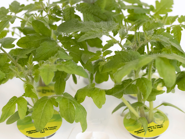 tomato plants growing in hydroponics tank